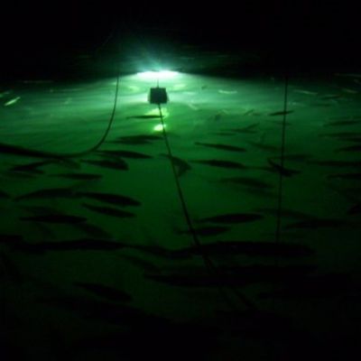 3357 1145588043779 4656452 n (Medium)